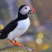 Buy canvas prints of The Joyful Return of the Puffin by Simon Marlow