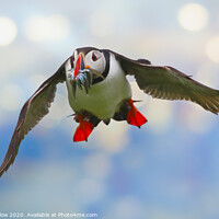 Buy canvas prints of Atlantic Puffin in flight returning from the sea by Simon Marlow