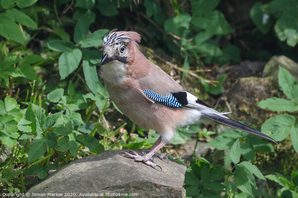 A Jay perched on a rock Picture Board by Simon Marlow