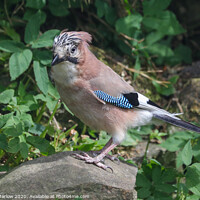 Buy canvas prints of A Jay perched on a rock by Simon Marlow