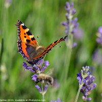 Buy canvas prints of The Graceful Dance of a Tortoiseshell Butterfly by Simon Marlow
