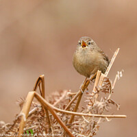 Buy canvas prints of A cute little Wren singing away by Simon Marlow