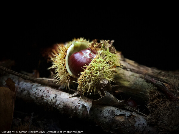 An autumn Chestnut with the case open Picture Board by Simon Marlow