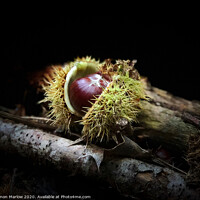 Buy canvas prints of An autumn Chestnut with the case open by Simon Marlow