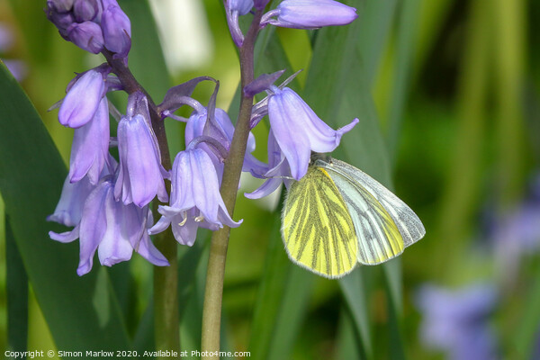 Green Veined White butterfly on Bluebells Picture Board by Simon Marlow