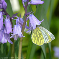 Buy canvas prints of Green Veined White butterfly on Bluebells by Simon Marlow