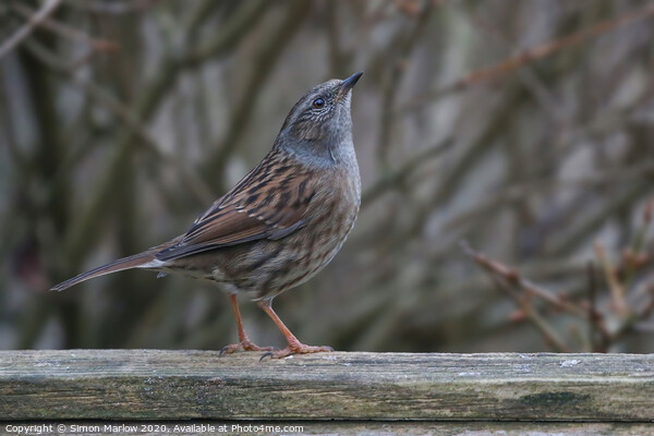 A posing Dunnock Picture Board by Simon Marlow