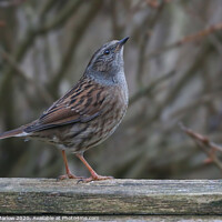 Buy canvas prints of A posing Dunnock by Simon Marlow