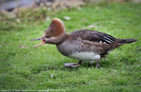 The Dashing Hooded Merganser Picture Board by Simon Marlow