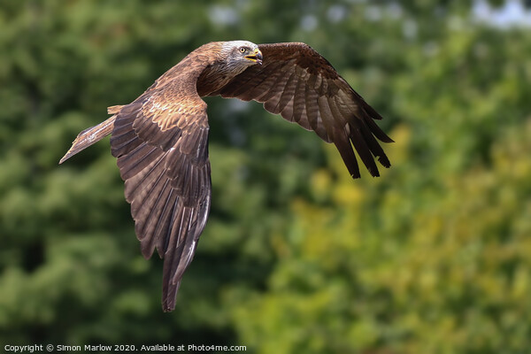Majestic Red Kite Soaring Picture Board by Simon Marlow