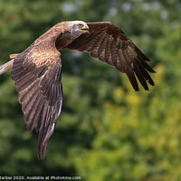 Buy canvas prints of Majestic Red Kite Soaring by Simon Marlow