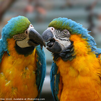 Buy canvas prints of A pair of colourful kissing Macaws by Simon Marlow