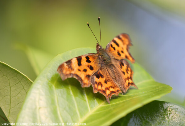 The Vivid Beauty of a Comma Butterfly Picture Board by Simon Marlow