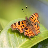 Buy canvas prints of The Vivid Beauty of a Comma Butterfly by Simon Marlow