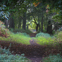 Buy canvas prints of Autumn in the forest by Simon Marlow