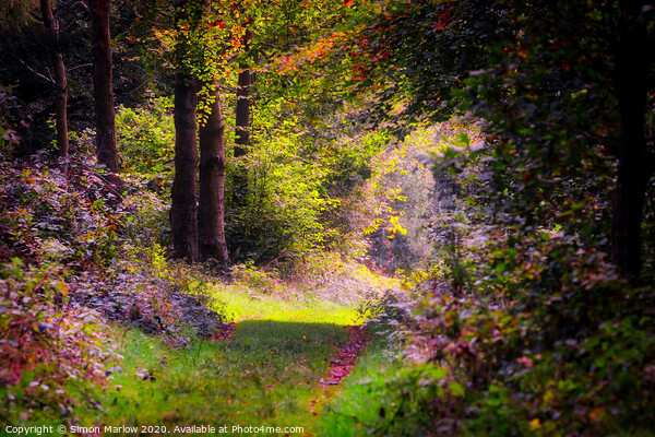 West Wycombe forest in the Autumn Picture Board by Simon Marlow