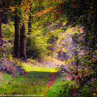 Buy canvas prints of West Wycombe forest in the Autumn by Simon Marlow