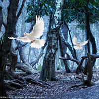 Buy canvas prints of Majestic White Doves by Simon Marlow