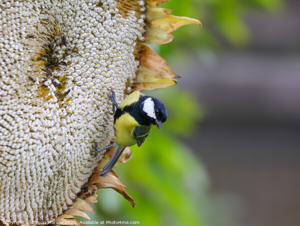 A Great Tit feasting on a Giant Sunflower Head Picture Board by Simon Marlow