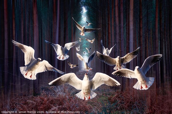Gulls in the dark forest Picture Board by Simon Marlow