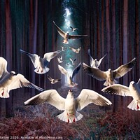 Buy canvas prints of Gulls in the dark forest by Simon Marlow