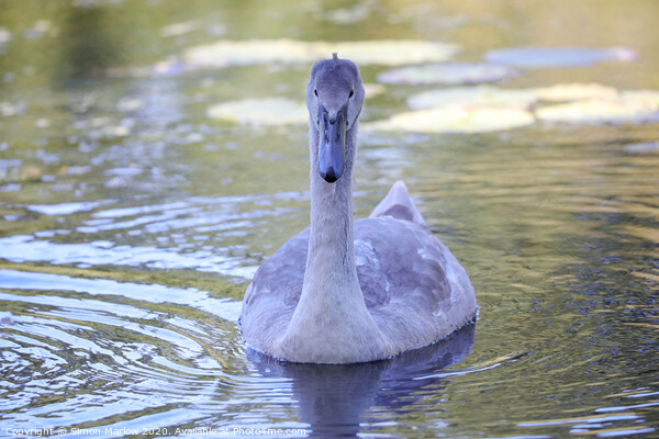 Graceful Cygnet Swimming Closer Picture Board by Simon Marlow