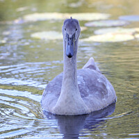 Buy canvas prints of Graceful Cygnet Swimming Closer by Simon Marlow