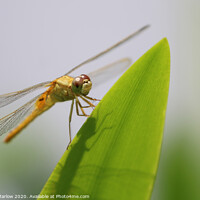 Buy canvas prints of Orange Dragonfly of Vietnam by Simon Marlow