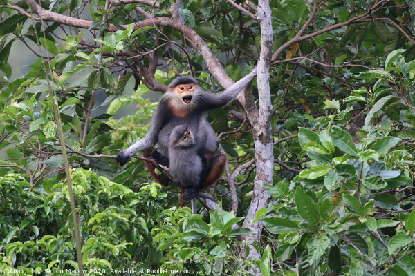 Majestic RedShanked Douc Langur Picture Board by Simon Marlow