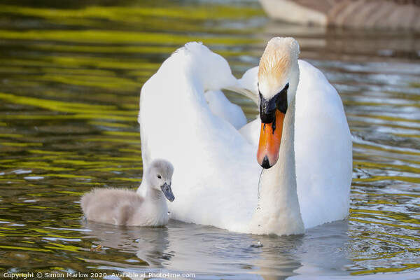 Beautiful Swan with a Cygnet Picture Board by Simon Marlow