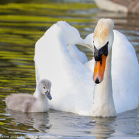 Buy canvas prints of Beautiful Swan with a Cygnet by Simon Marlow