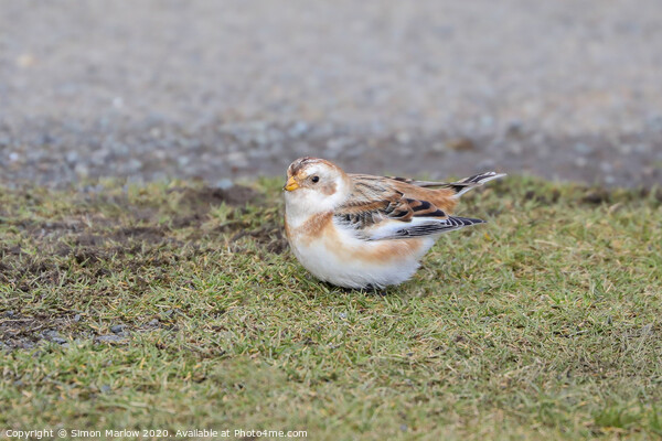 Snow Bunting on Clee Hill, Shropshire Picture Board by Simon Marlow