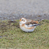 Buy canvas prints of Snow Bunting on Clee Hill, Shropshire by Simon Marlow
