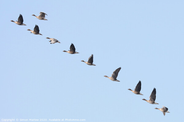 Pink Footed Geese arriving on migration Picture Board by Simon Marlow