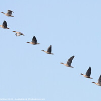 Buy canvas prints of Pink Footed Geese arriving on migration by Simon Marlow
