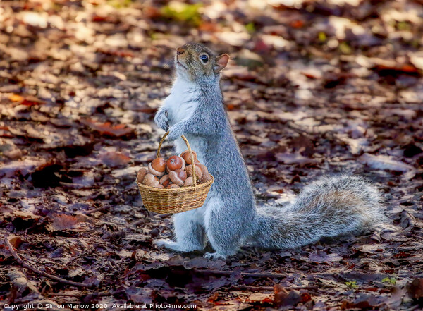 Grey Squirrel collecting acorns Picture Board by Simon Marlow