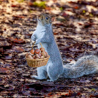 Buy canvas prints of Grey Squirrel collecting acorns by Simon Marlow