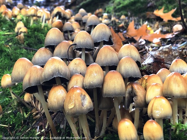 Autumn Fungi in the forest Picture Board by Simon Marlow
