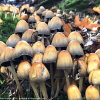 Buy canvas prints of Autumn Fungi in the forest by Simon Marlow
