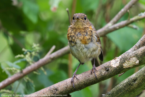 Young Robin on a tree branch Picture Board by Simon Marlow
