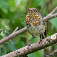 Buy canvas prints of Young Robin on a tree branch by Simon Marlow