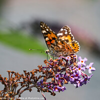 Buy canvas prints of Painted Lady Butterfly by Simon Marlow