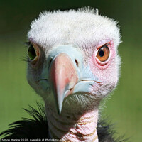 Buy canvas prints of A portrait of a young Vulture by Simon Marlow