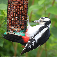 Buy canvas prints of The Majestic Great Spotted Woodpecker by Simon Marlow