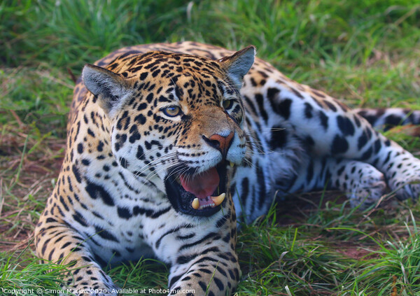 Majestic Jaguar Roars with Power Picture Board by Simon Marlow