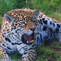 Buy canvas prints of Majestic Jaguar Roars with Power by Simon Marlow