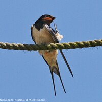 Buy canvas prints of Swallow by Simon Marlow