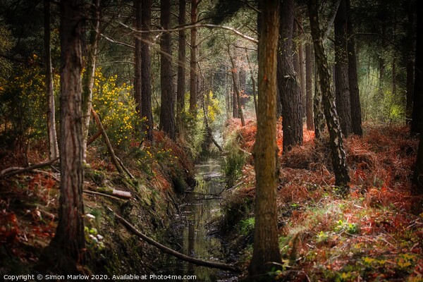 Autumn in the forest at Padworth Picture Board by Simon Marlow