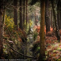 Buy canvas prints of Autumn in the forest at Padworth by Simon Marlow