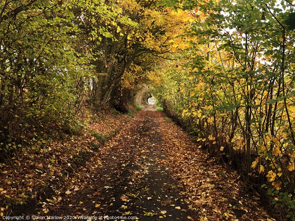 A walk under natures canopy in Shropshire Picture Board by Simon Marlow
